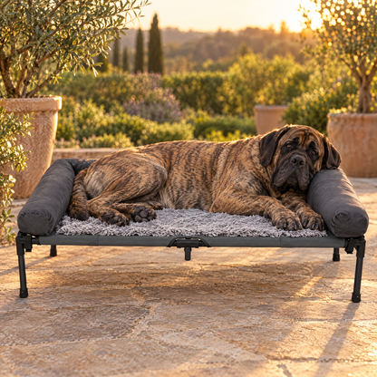 English Mastiff resting on the XXL elevated dog cot on a patio